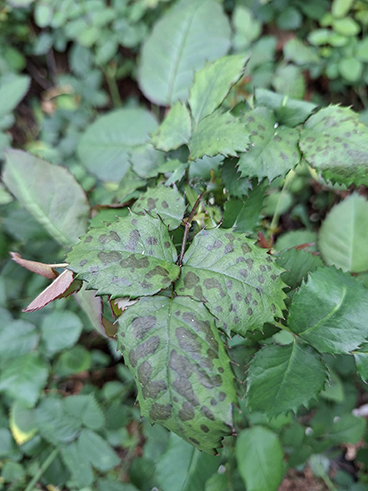 valse meeldauw roos Koerier_V1.jpg